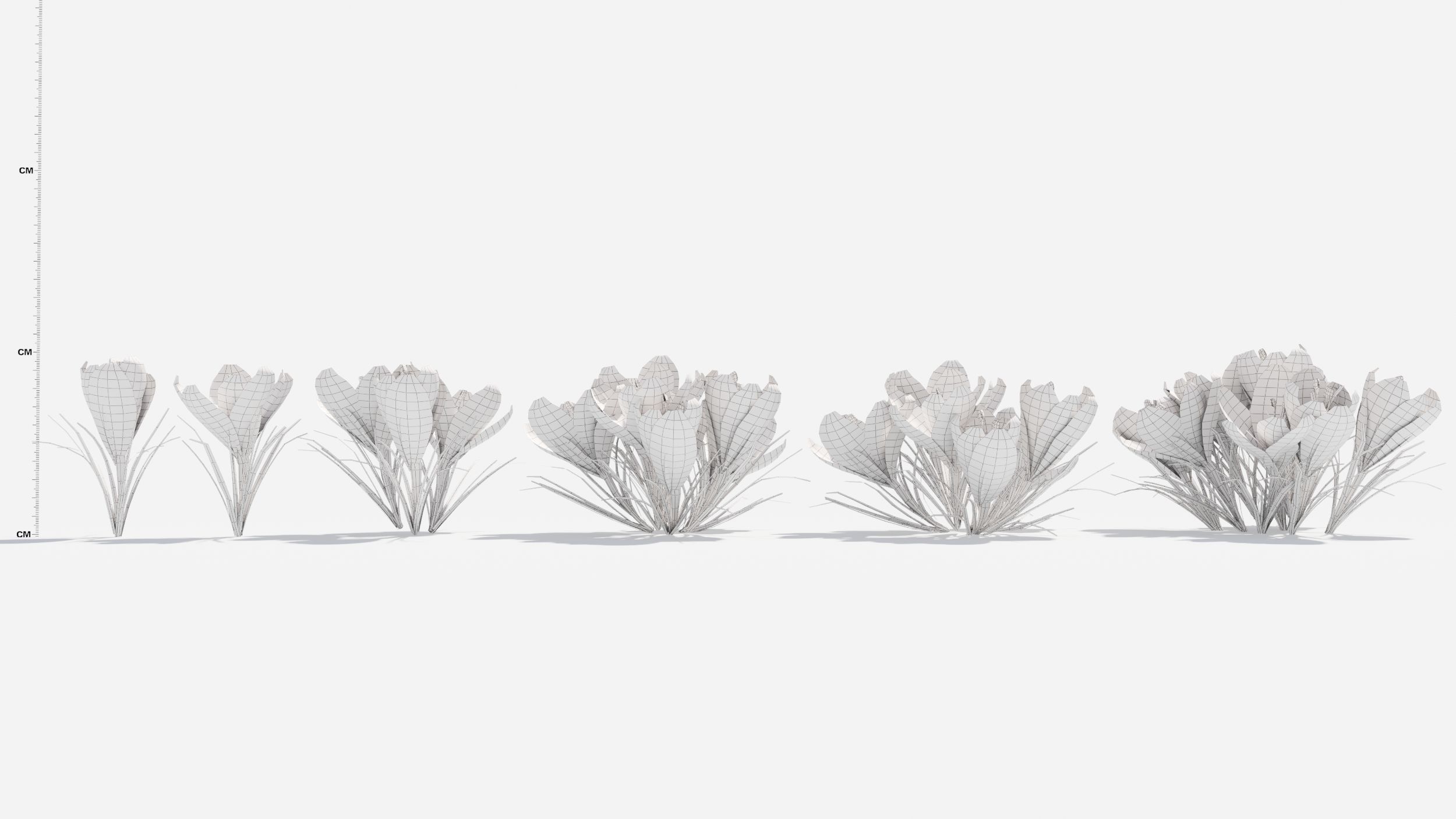 Crocus Flower 3D model_10