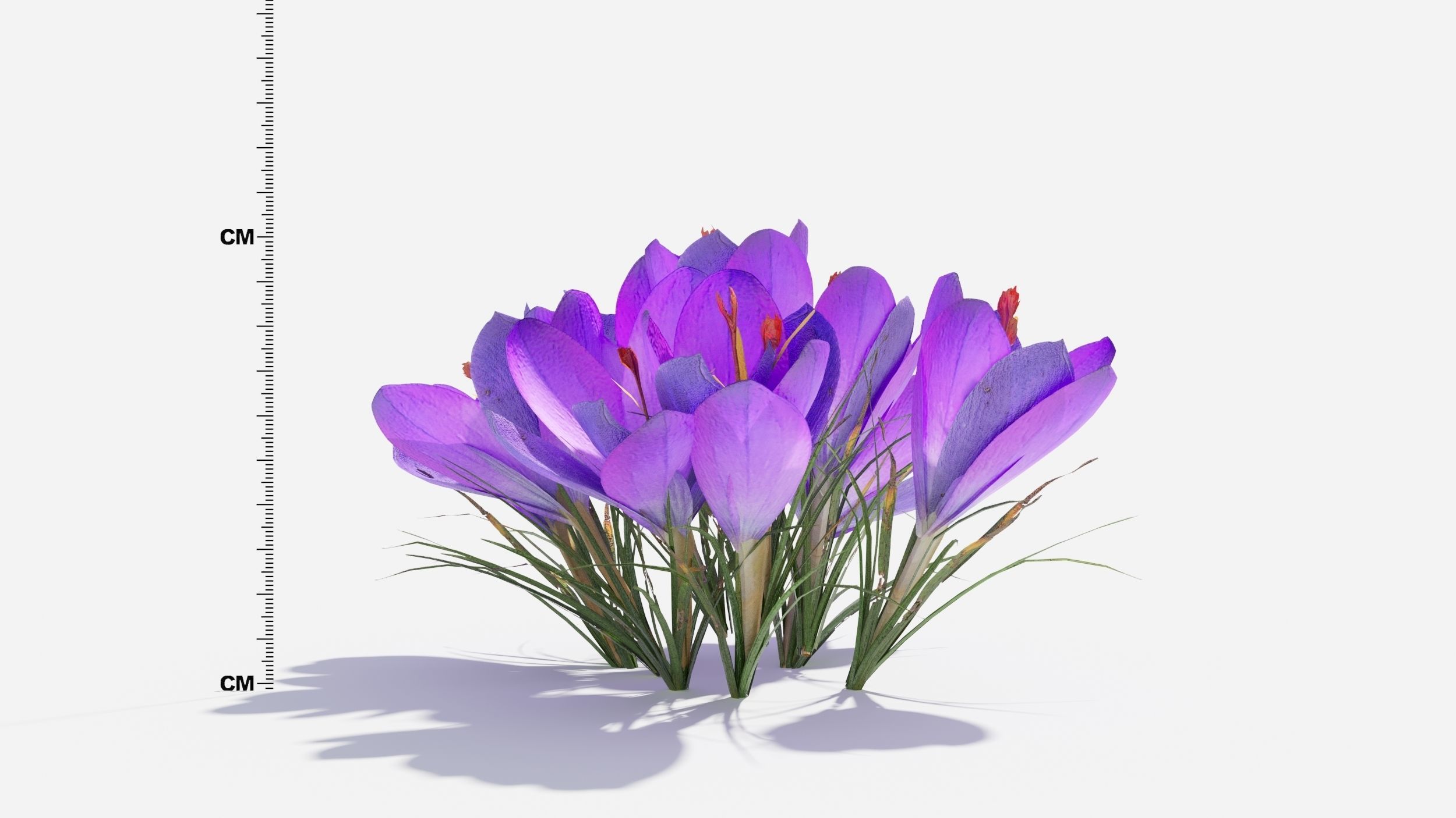 Crocus Flower 3D model_3