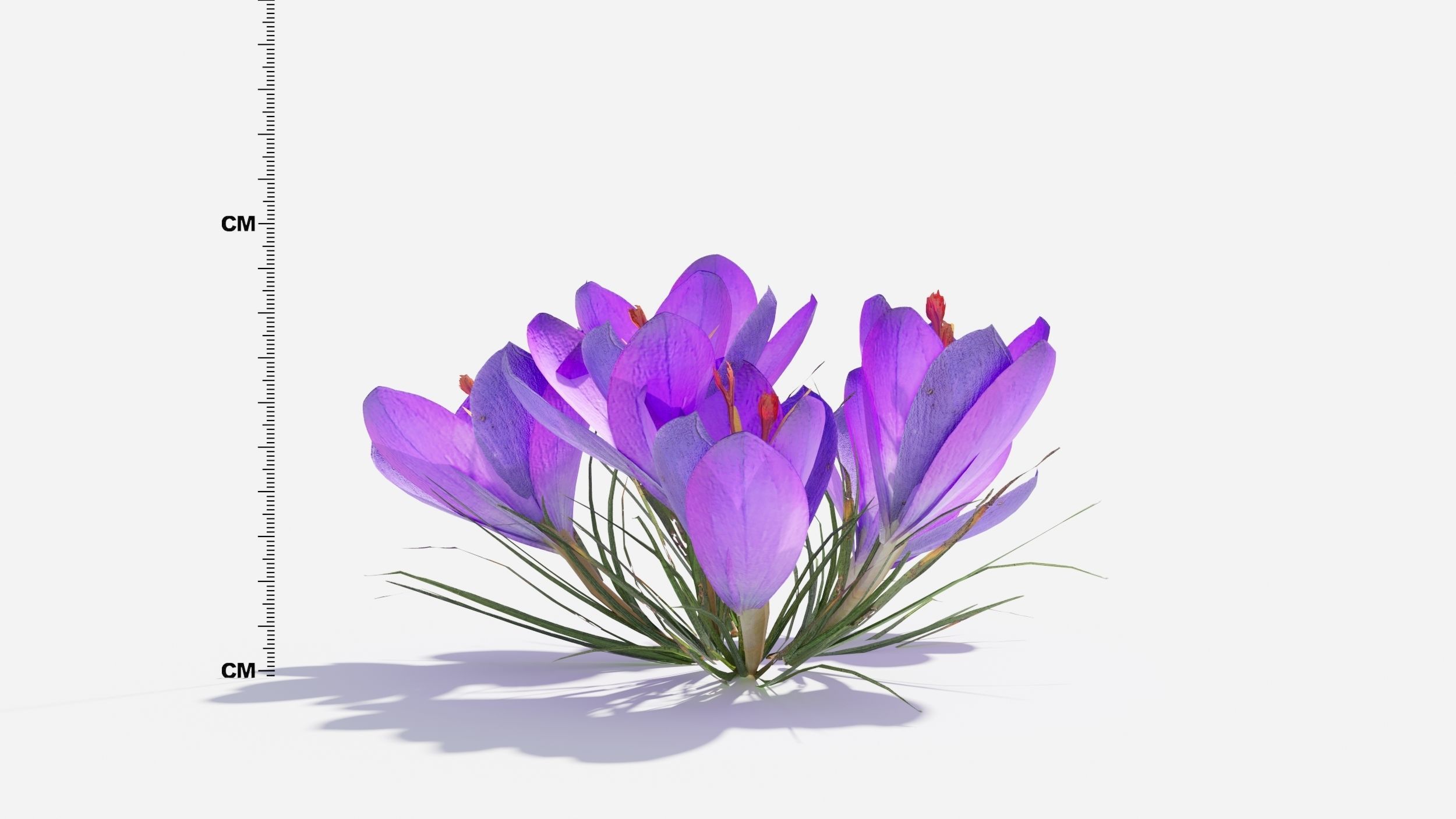 Crocus Flower 3D model_8