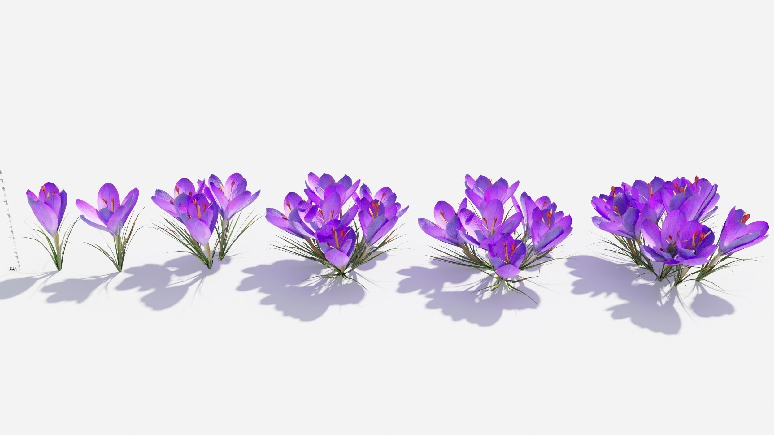 Crocus Flower 3D model_1