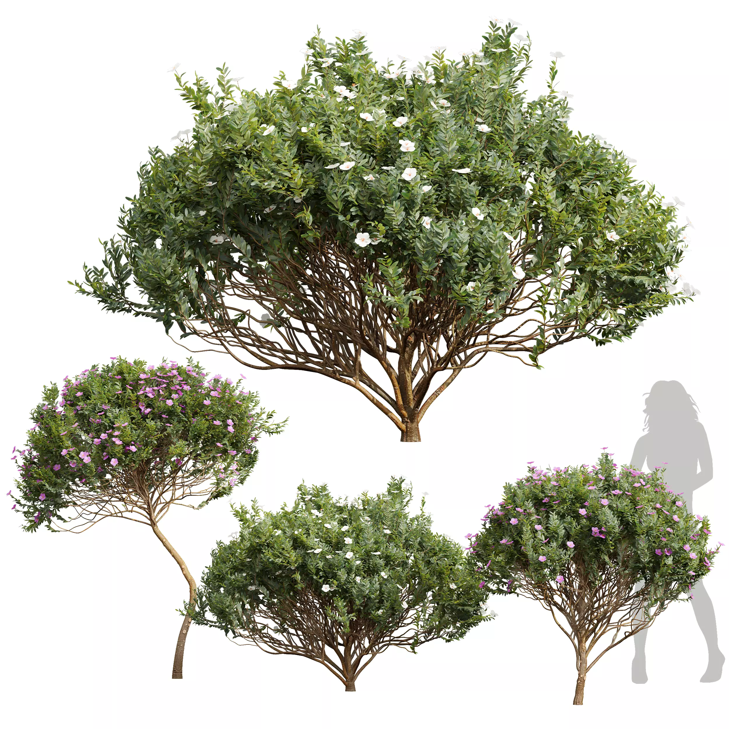 Cistus Albidus Zistrose Flower Decorative Bush 3D model_0