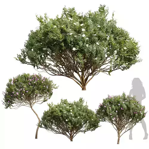Cistus Albidus Zistrose Flower Decorative Bush 3D model