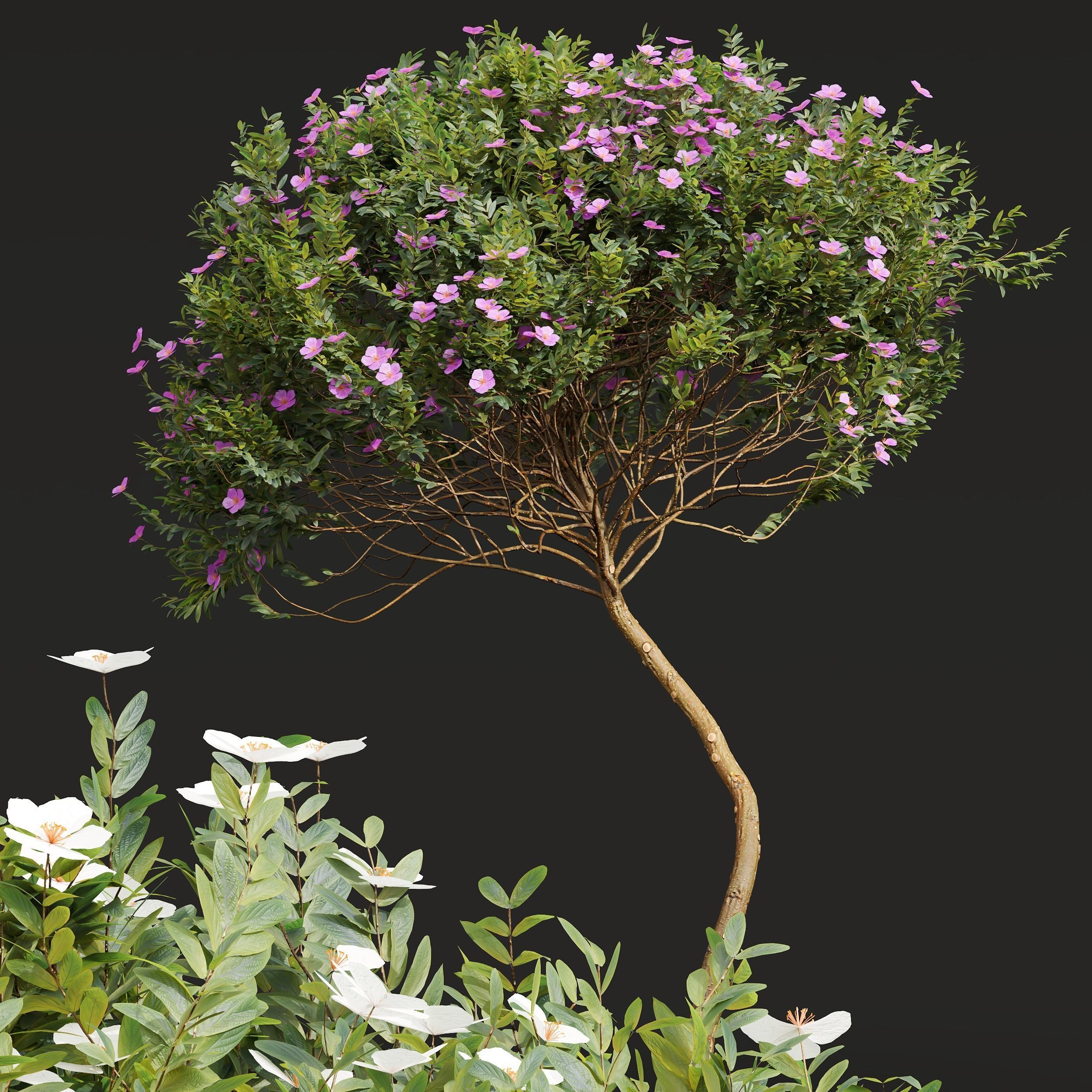 Cistus Albidus Zistrose Flower Decorative Bush 3D model_1