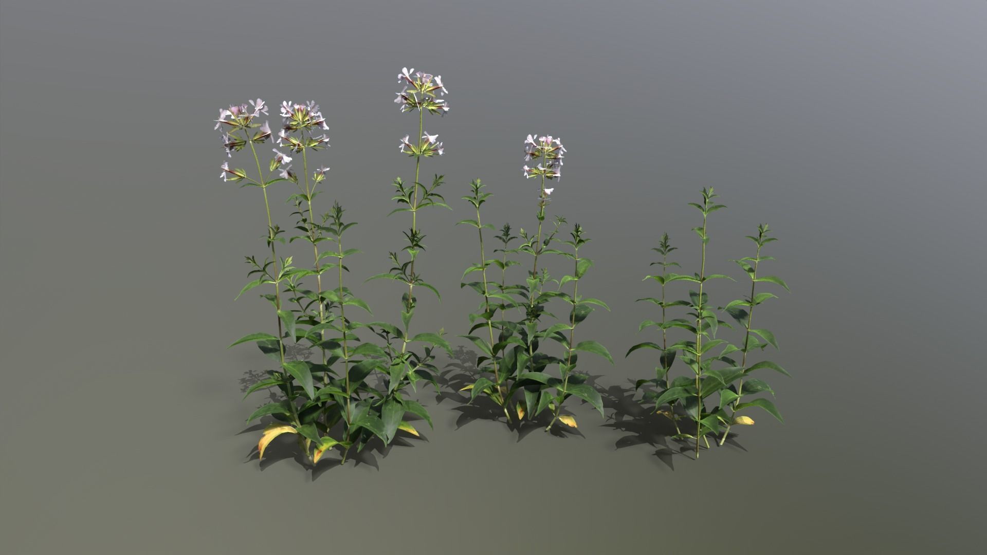 Meadow Plants 01 Low-poly 3D model_3