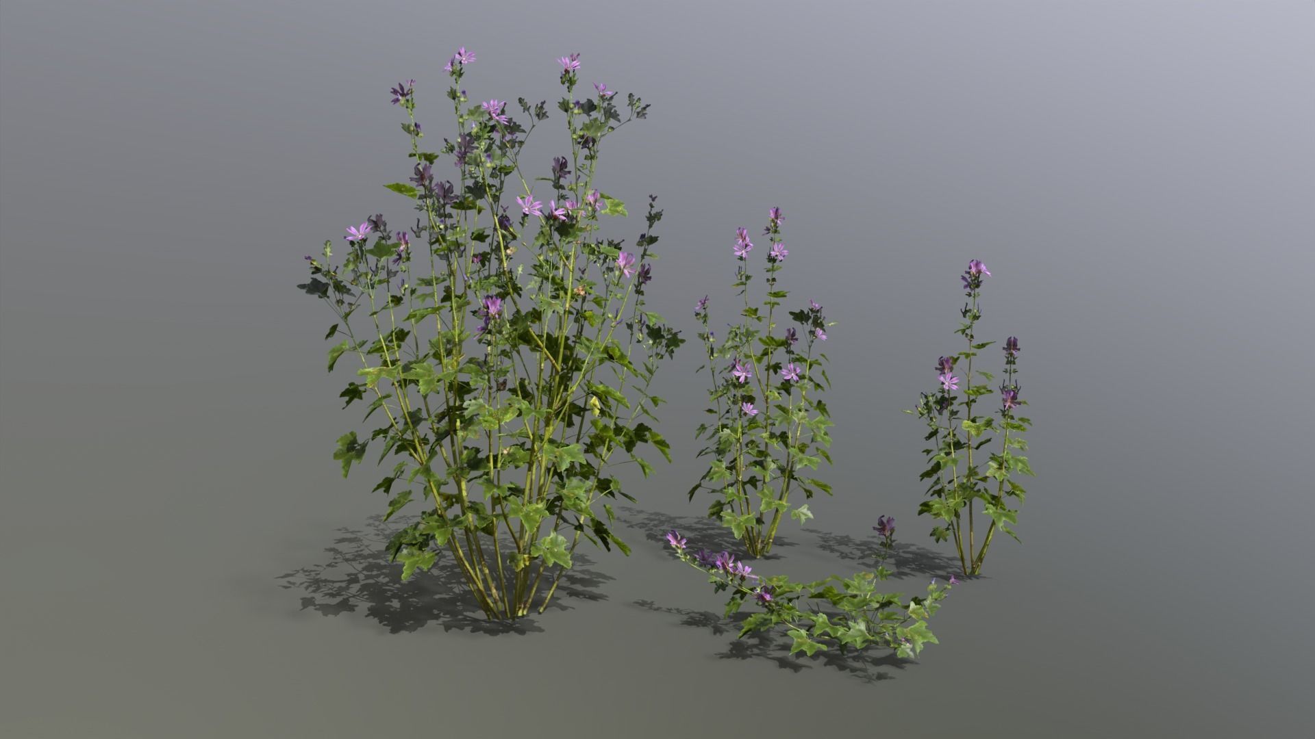 Meadow Plants 01 Low-poly 3D model_2