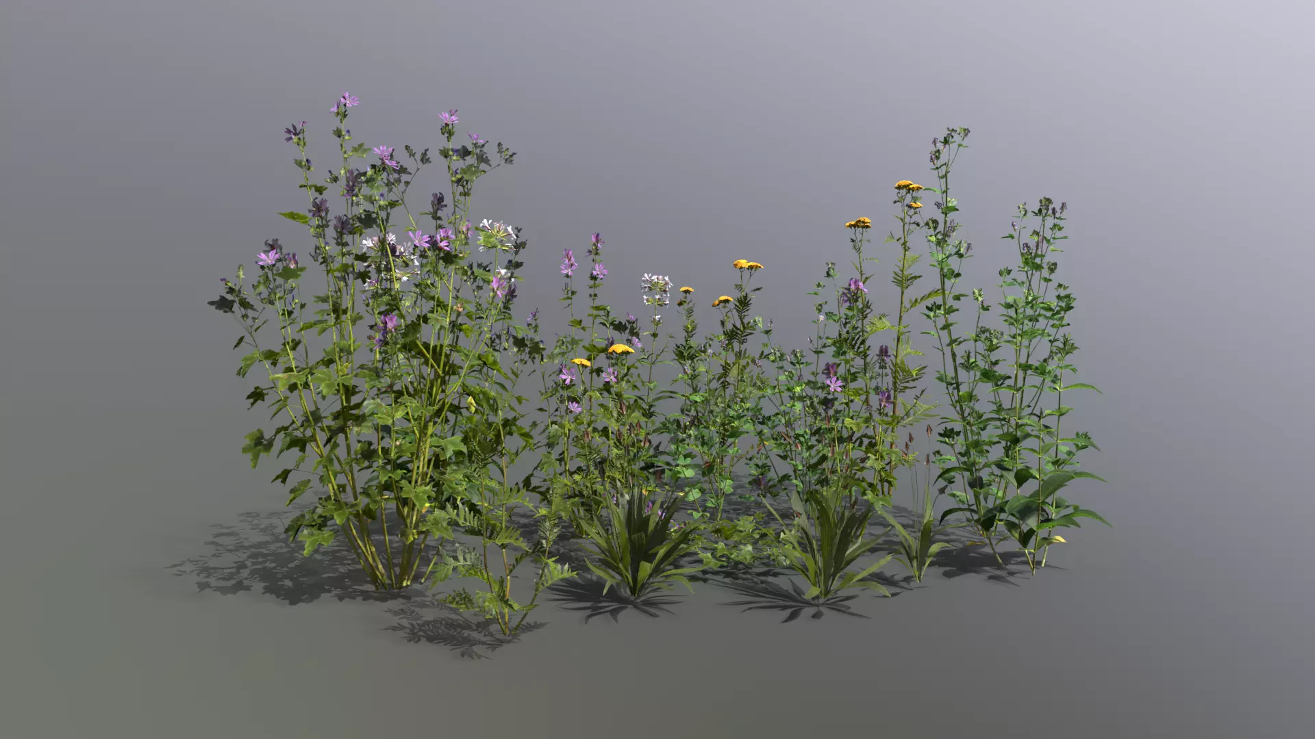 Meadow Plants 01 Low-poly 3D model_0
