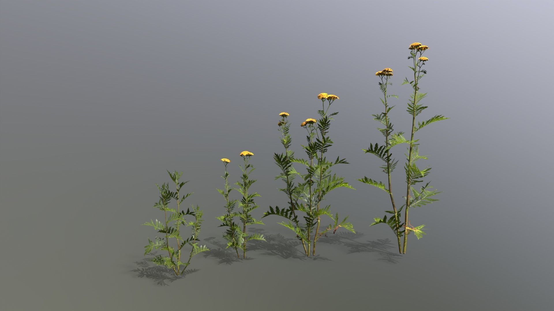 Meadow Plants 01 Low-poly 3D model_5