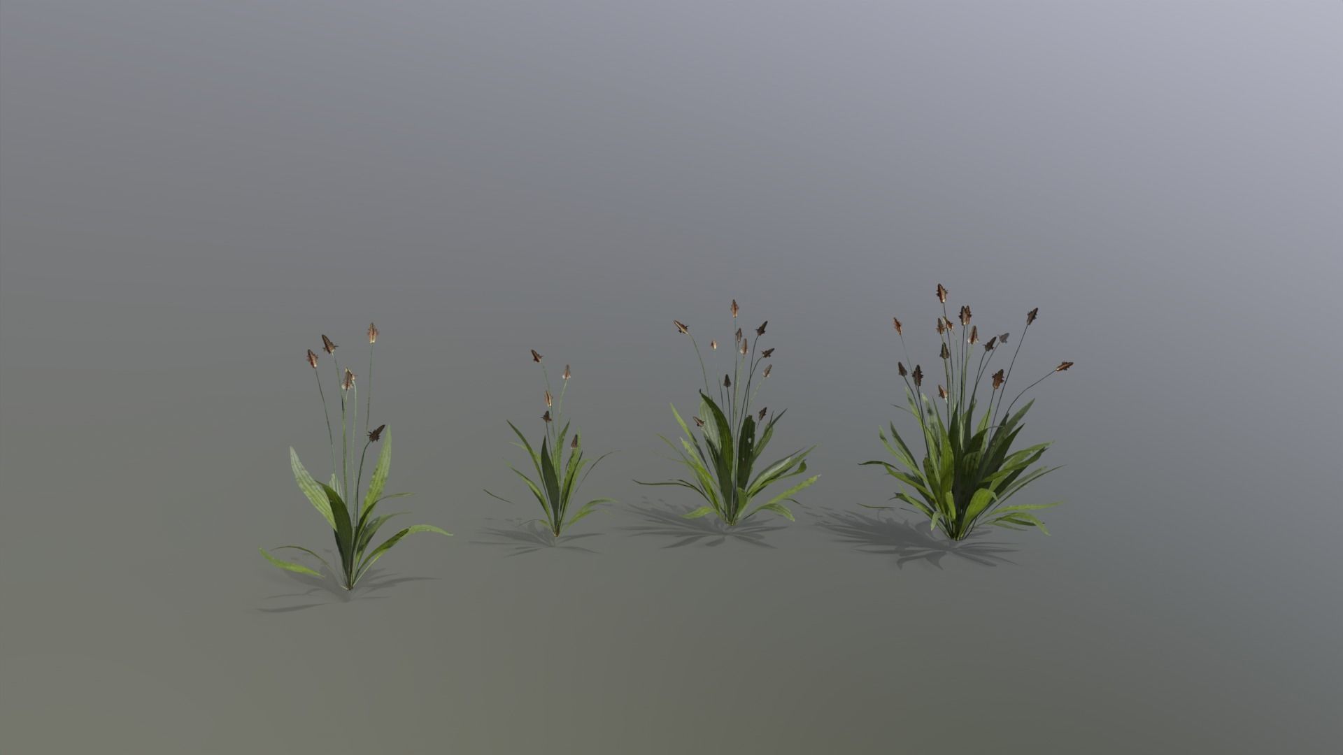 Meadow Plants 01 Low-poly 3D model_4
