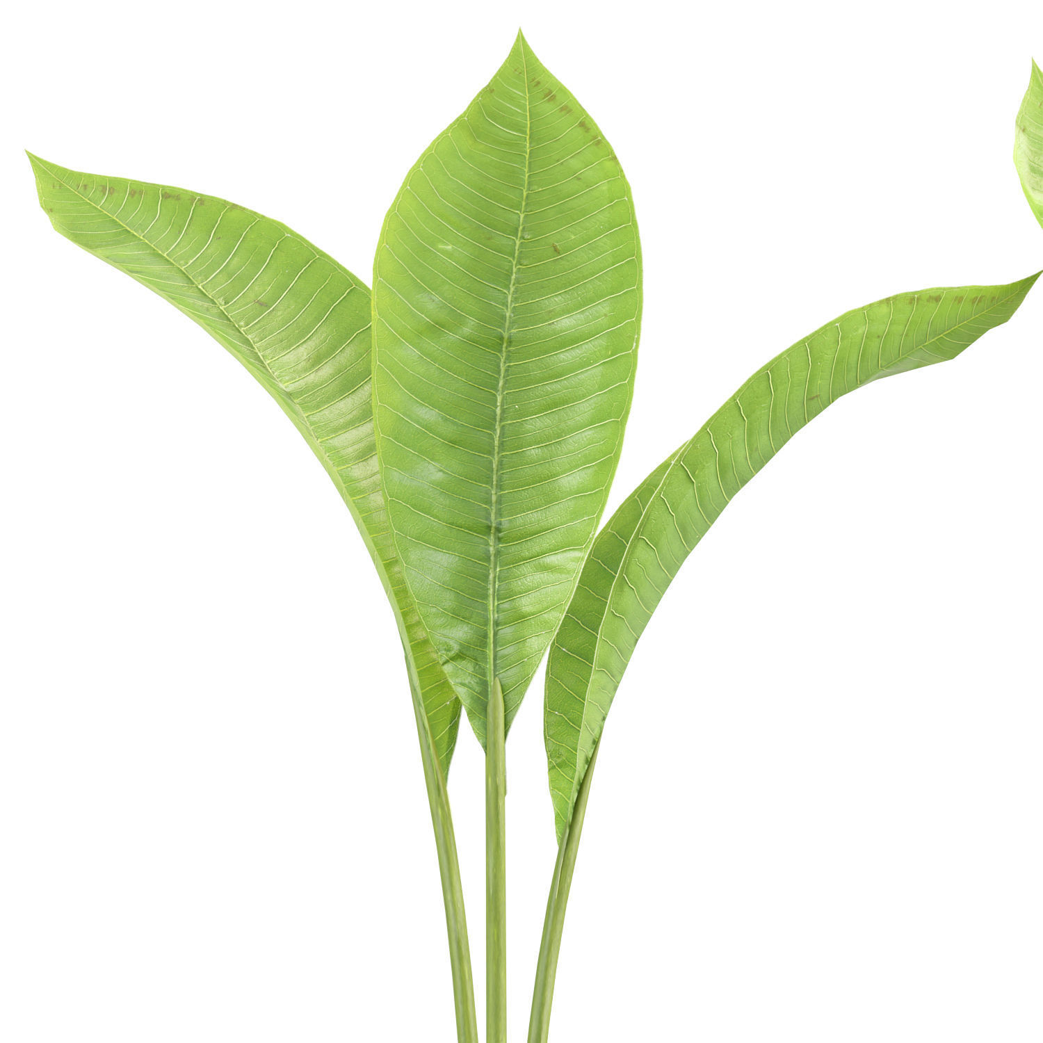 Wooden Vase with plants vol 134 3D model_1