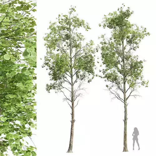New Plant High detail Fagus Sylvatica02 Tree 3D model