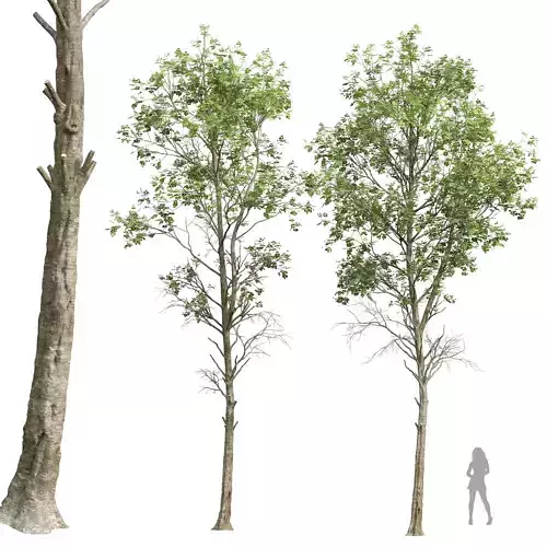 New Plant High detail Fagus Sylvatica03 3D model