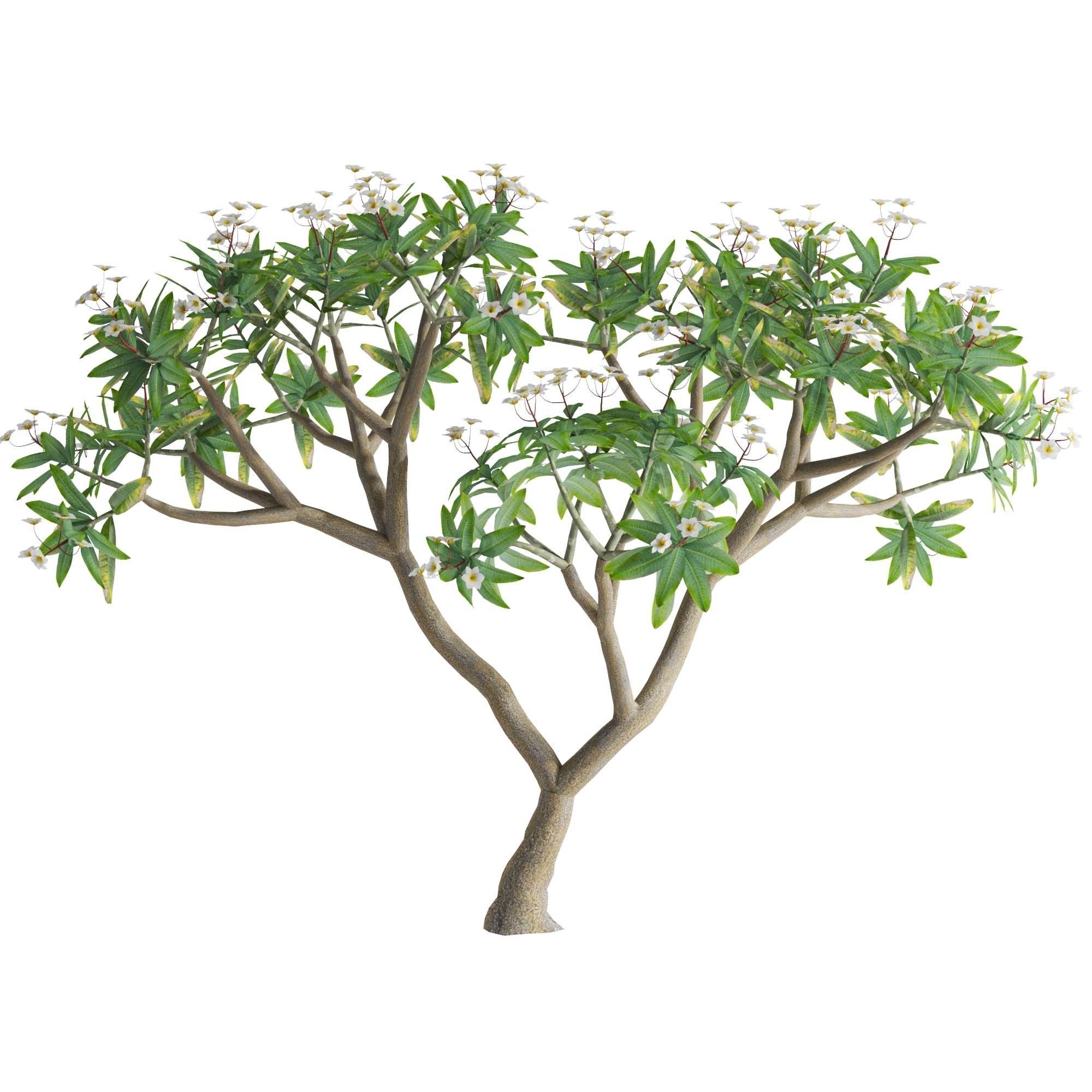 Plumeria rubra -Frangipani Tree-01 3D model_5