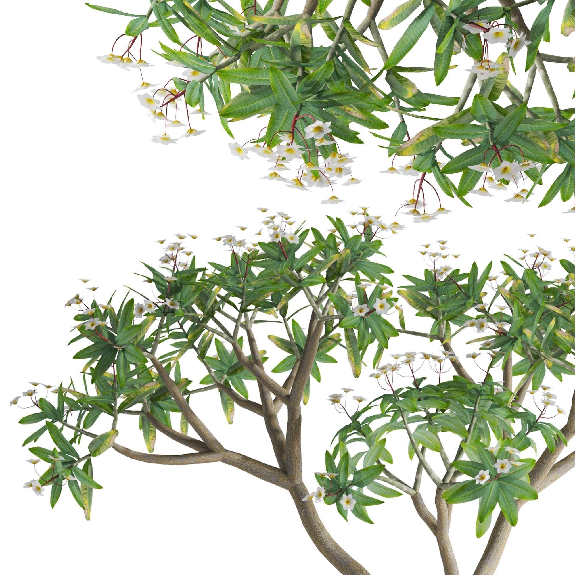 Plumeria rubra -Frangipani Tree-01 3D model_3