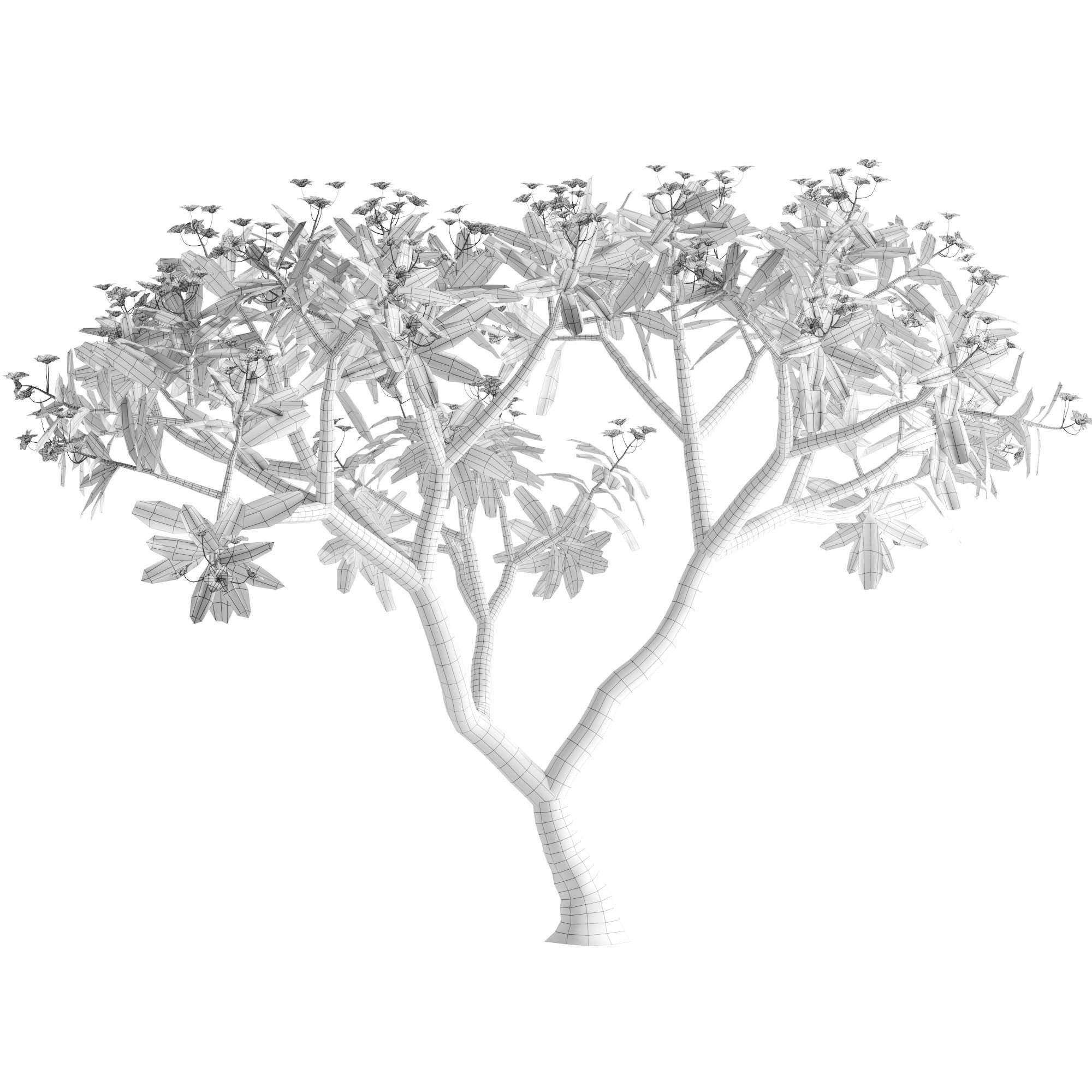 Plumeria rubra -Frangipani Tree-01 3D model_4