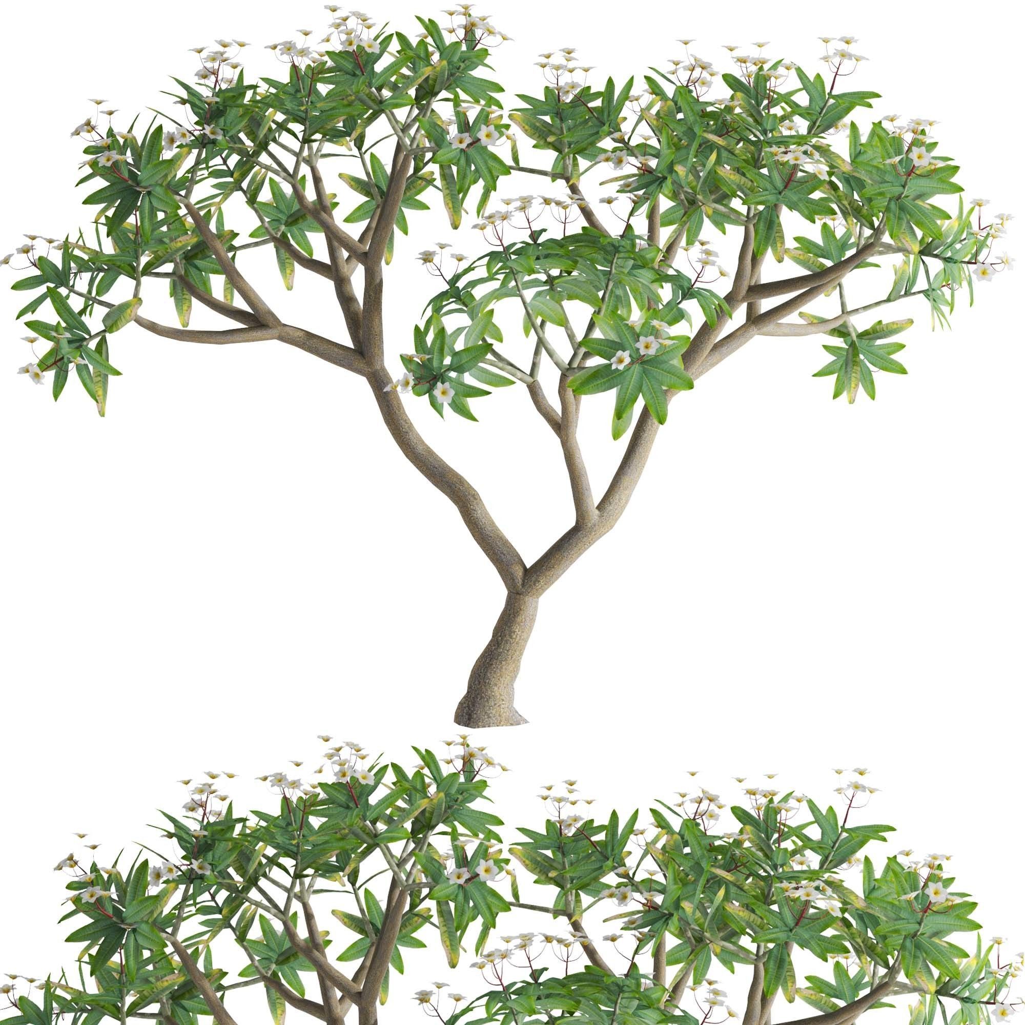 Plumeria rubra -Frangipani Tree-01 3D model_1