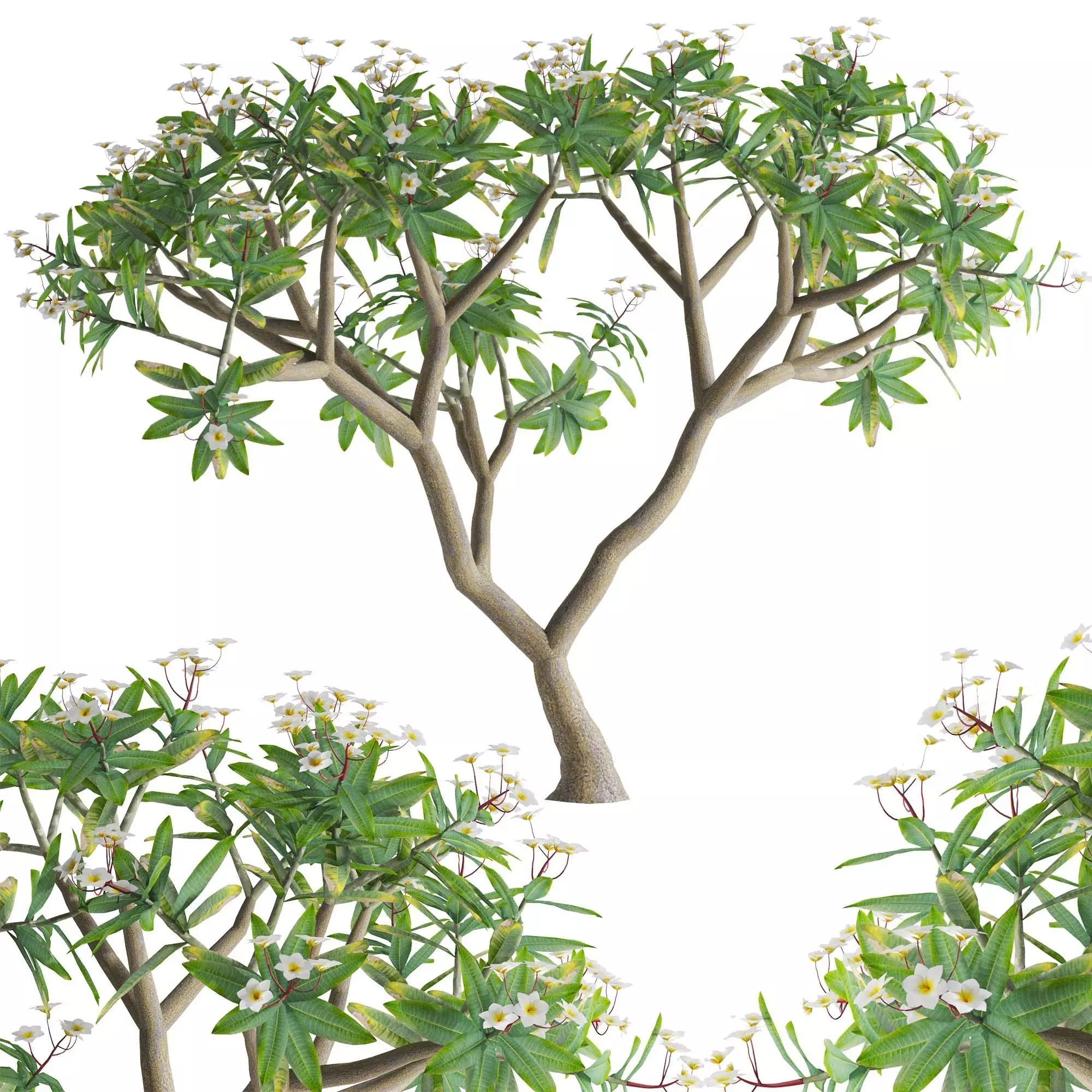 Plumeria rubra -Frangipani Tree-01 3D model_0