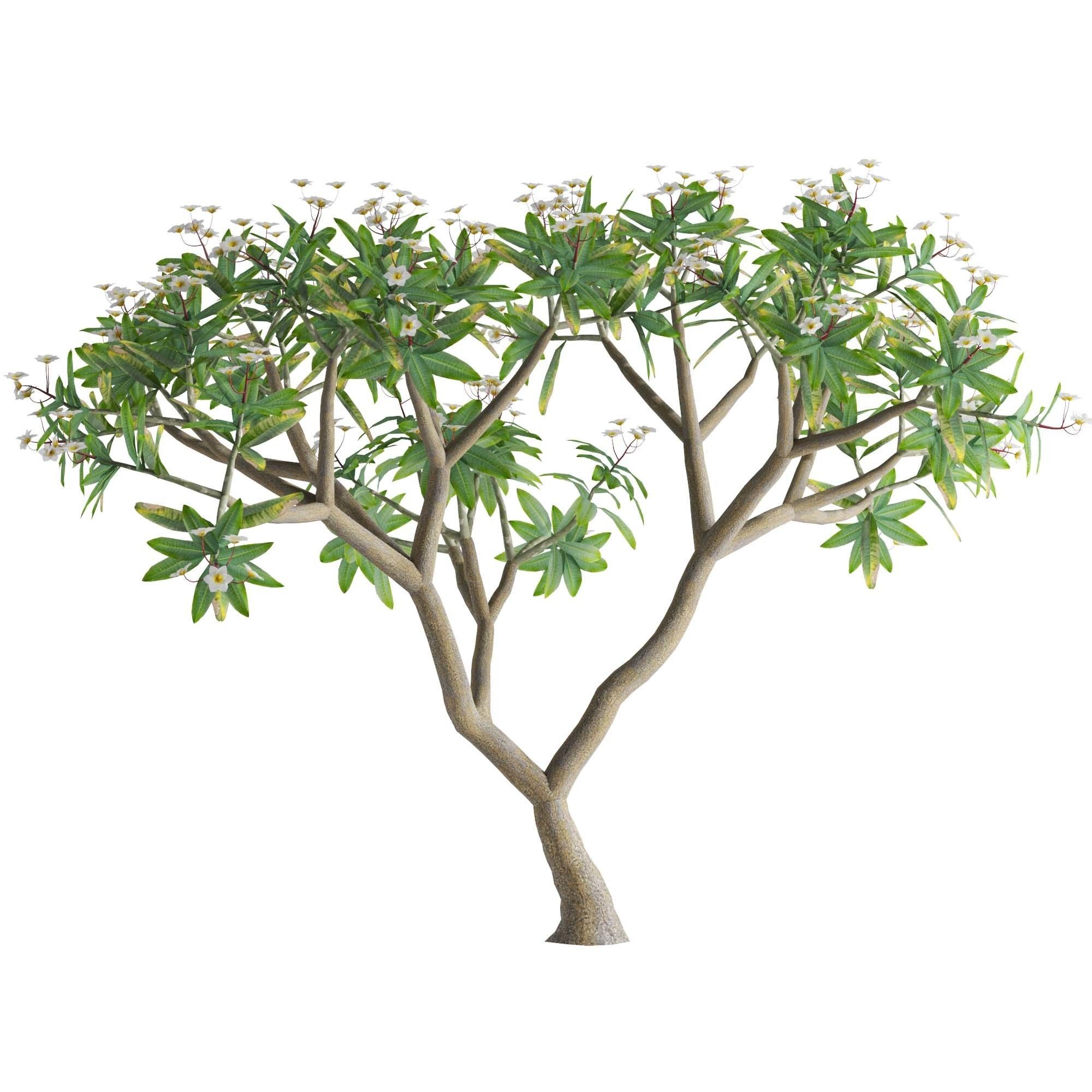 Plumeria rubra -Frangipani Tree-01 3D model_2