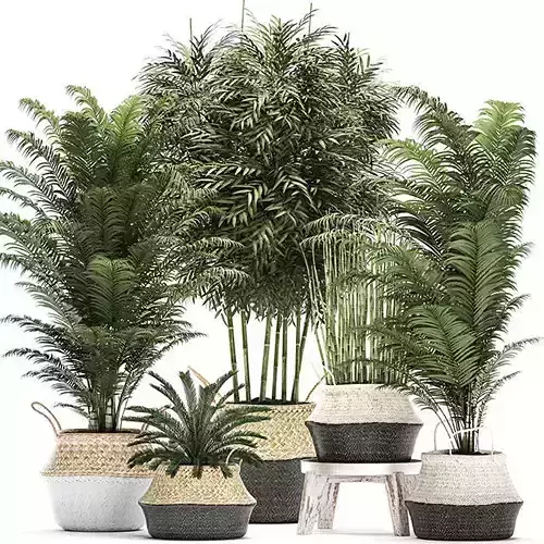 Potted Plants 3D model