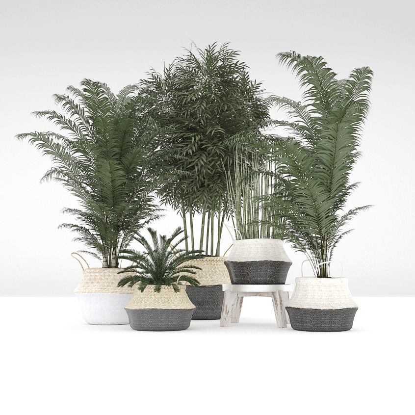 Potted Plants 3D model_1