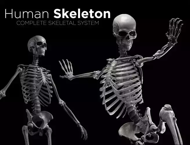 Human Skeleton - Skeletal System Low-poly 3D model