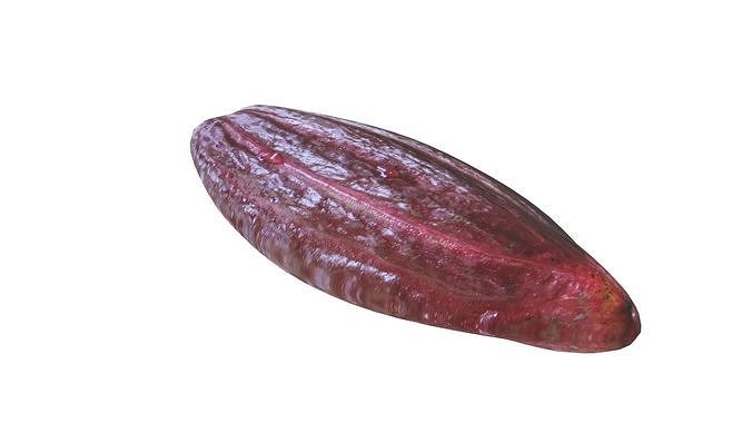 Brown Cocoa Fruit 3D model 5