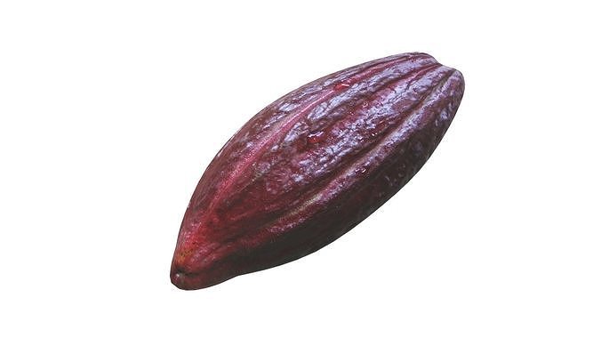 Brown Cocoa Fruit 3D model 6
