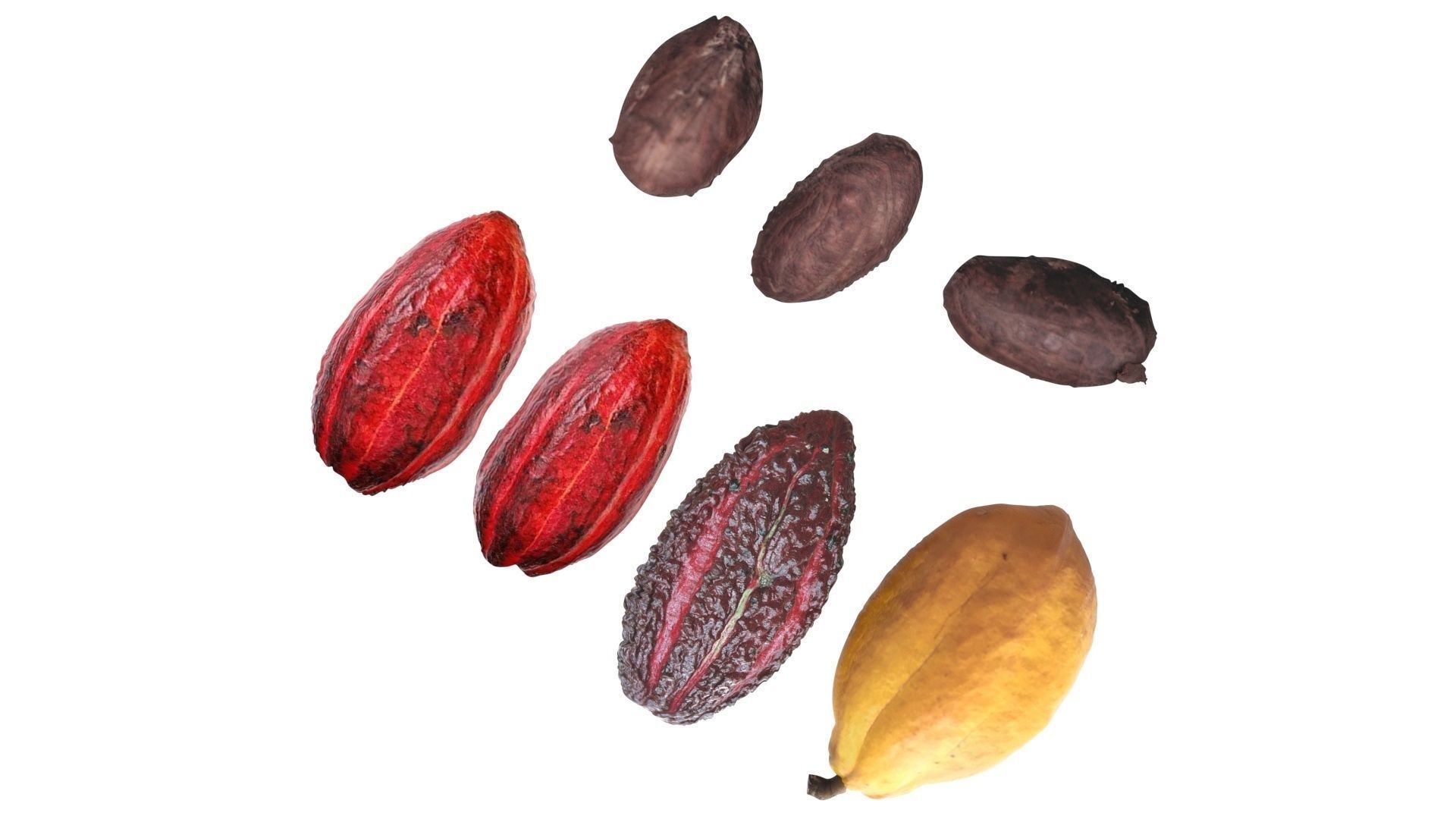 Cocoa Fruits and Beans Set 3D model_20