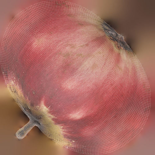 Apple and Half an Apple Low-poly 3D model 6