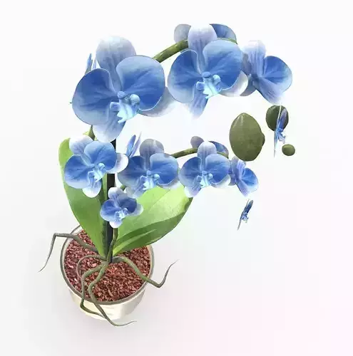Orchid in pot Free 3D model