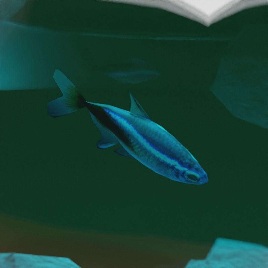Aquarium Fish Low-poly 3D model_4