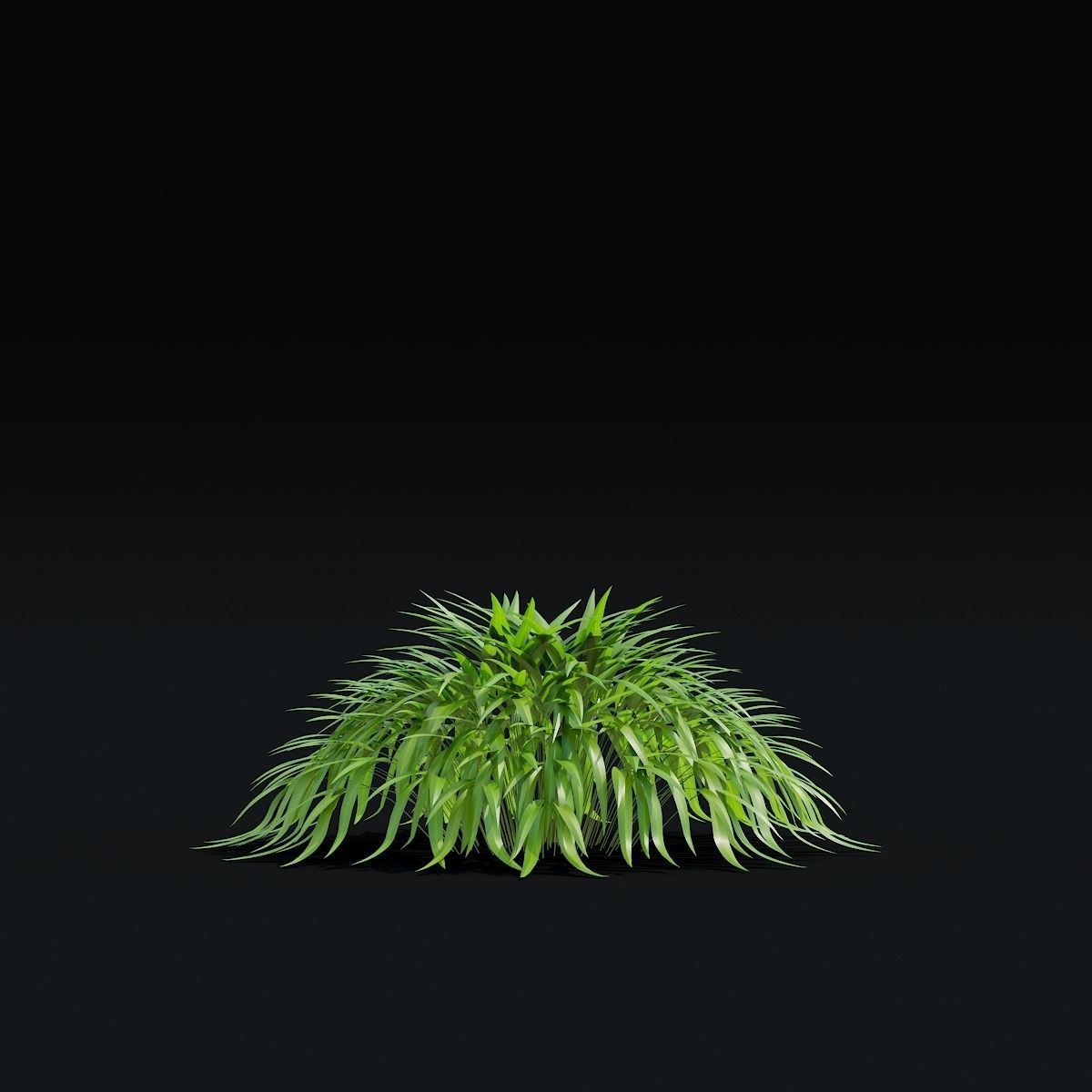 Hakonechloa macra vol 4 3D model_6