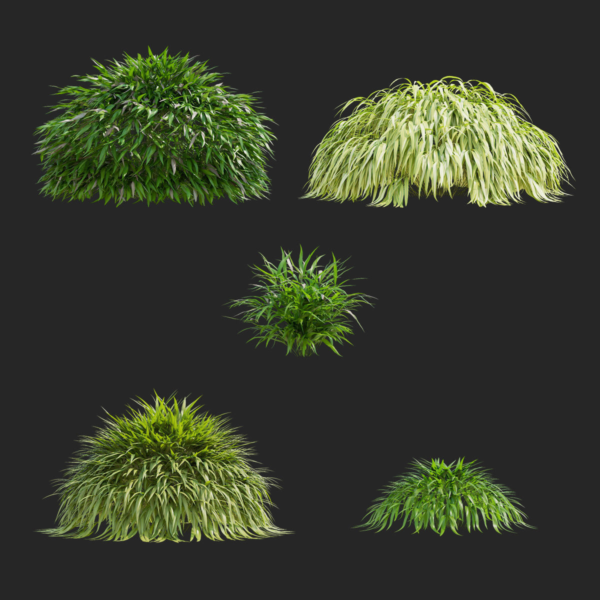 Hakonechloa macra vol 4 3D model_1