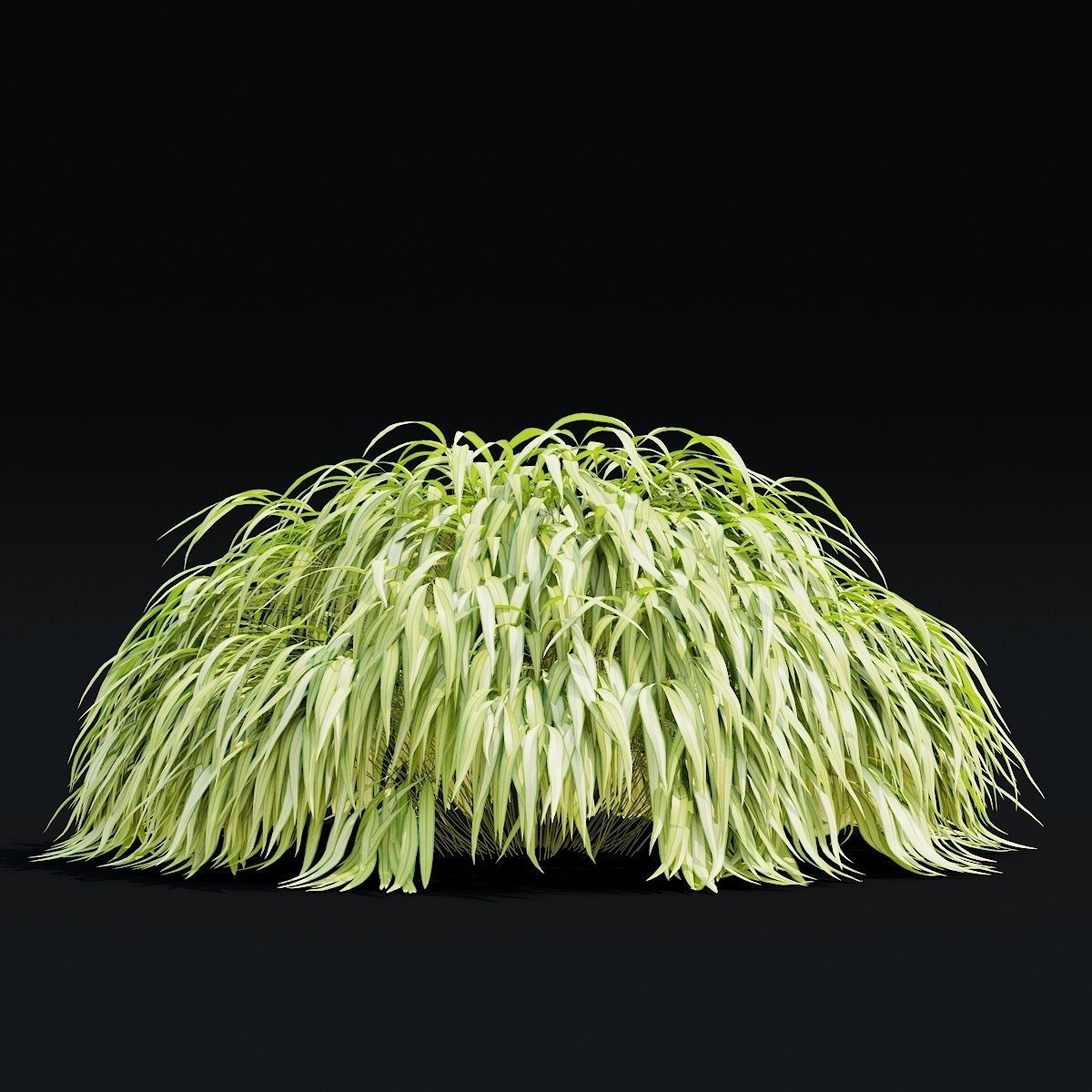 Hakonechloa macra vol 4 3D model_4