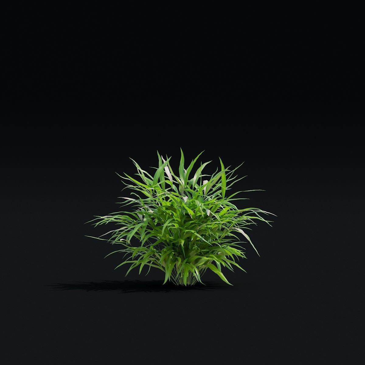 Hakonechloa macra vol 4 3D model_7