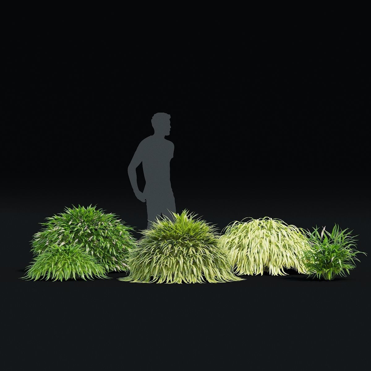 Hakonechloa macra vol 4 3D model_3
