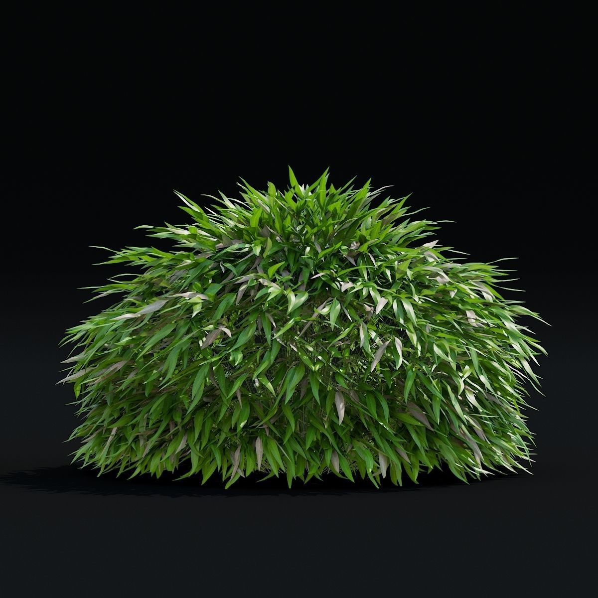 Hakonechloa macra vol 4 3D model_2