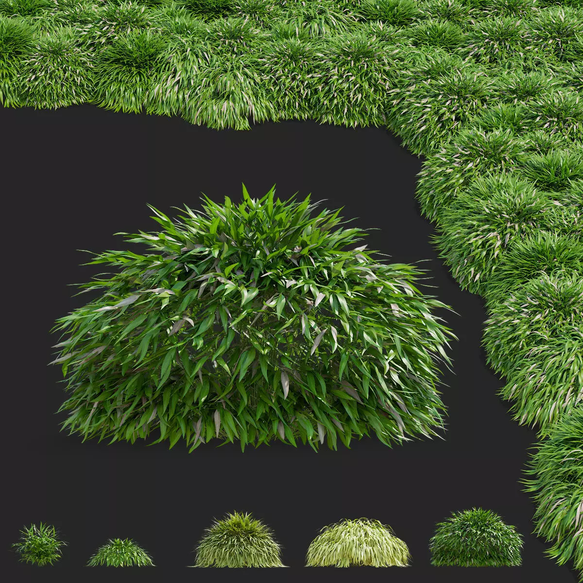 Hakonechloa macra vol 4 3D model_0