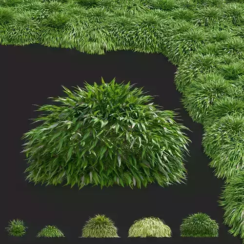 Hakonechloa macra vol 4 3D model