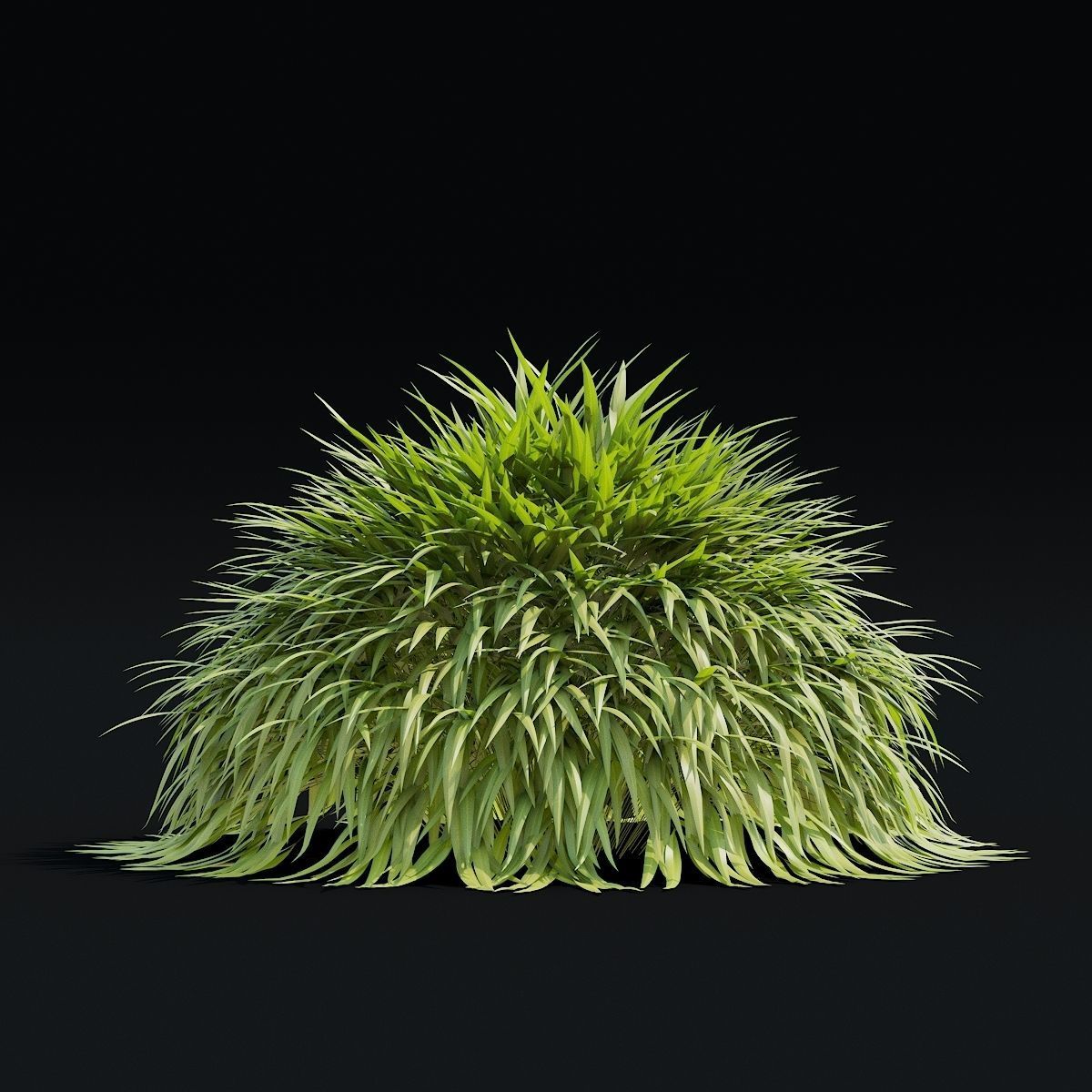 Hakonechloa macra vol 4 3D model_5