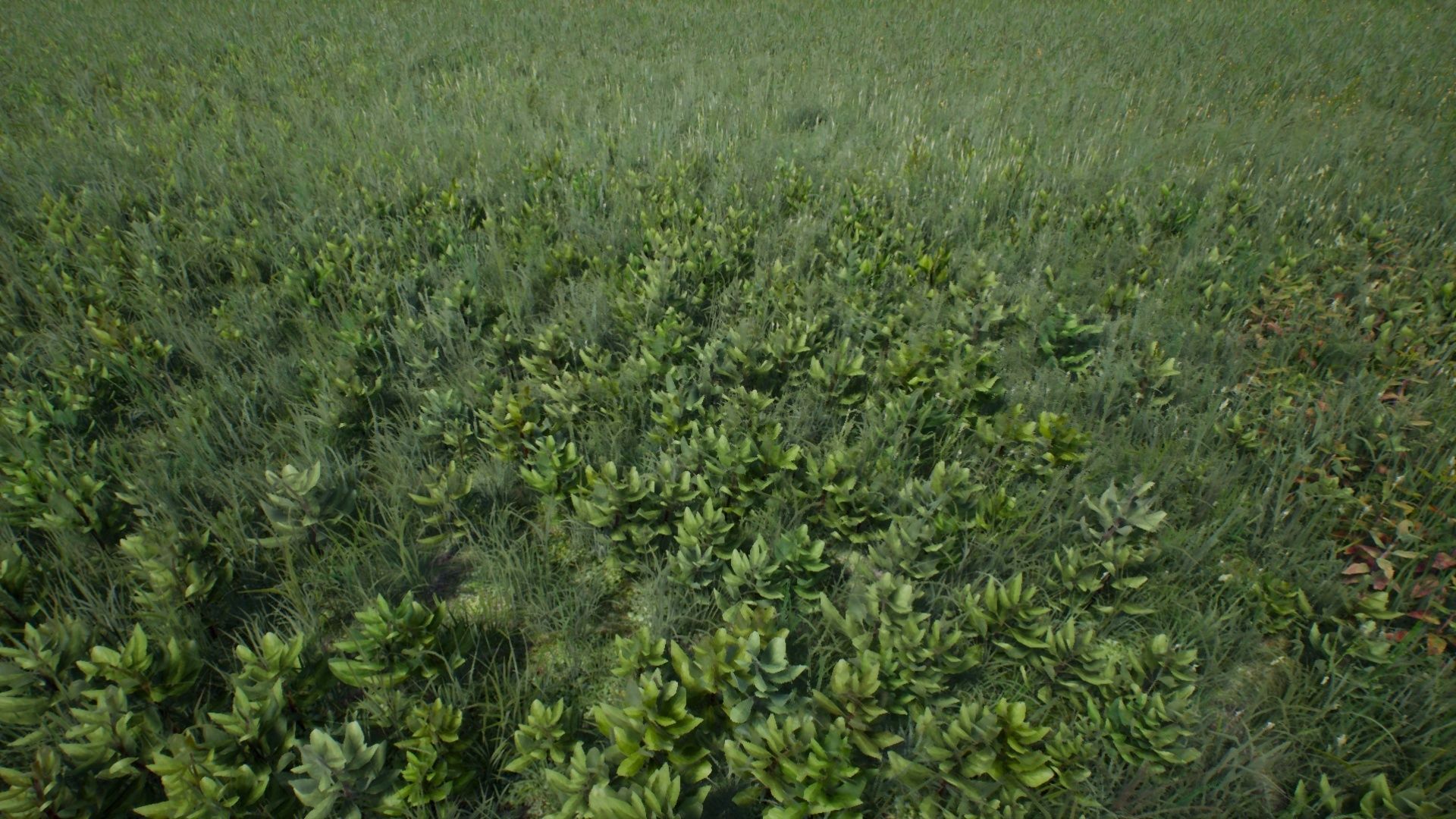 Tall Grasses And Plants Unreal Asset Low-poly 3D model_16