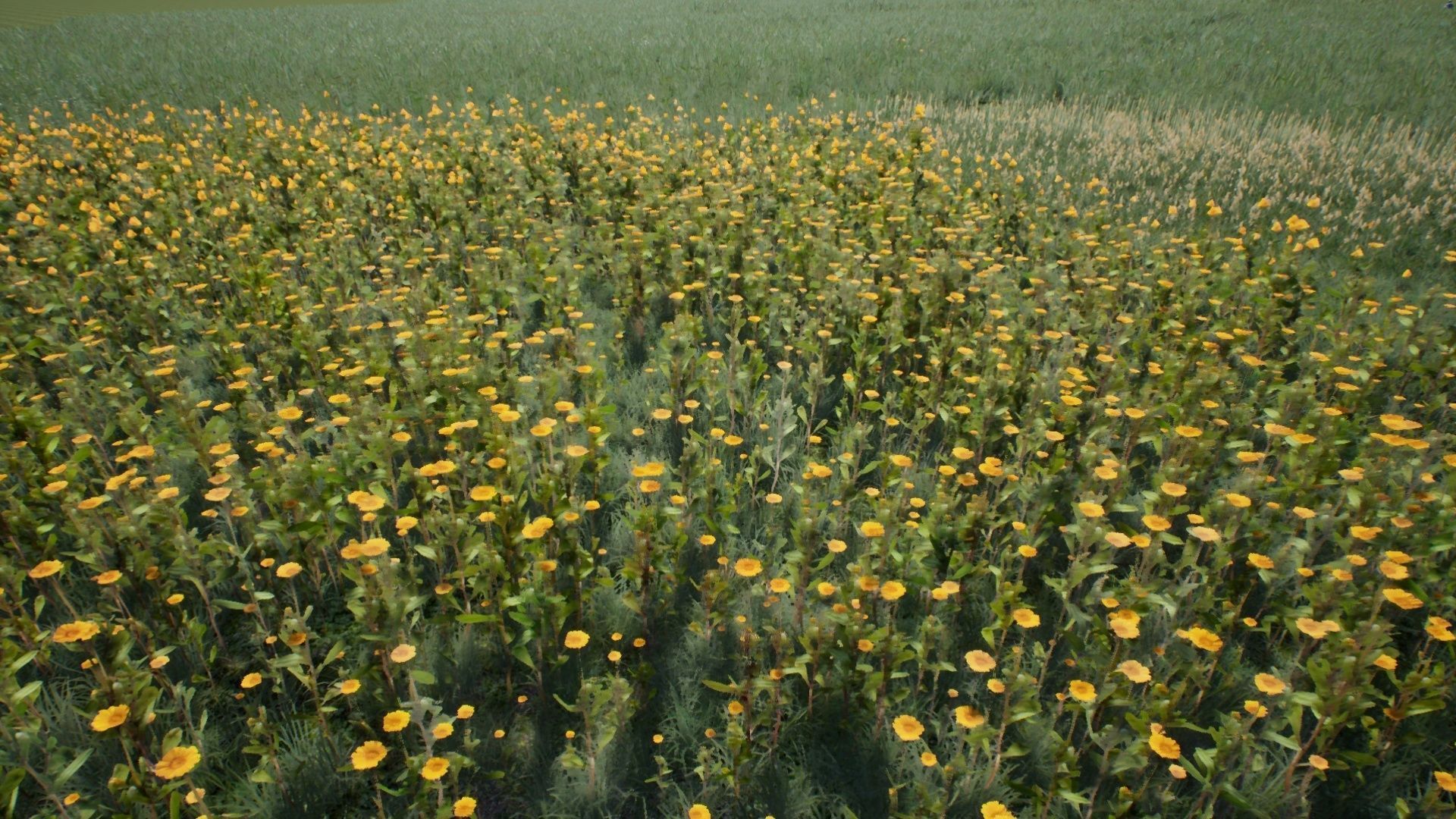 Tall Grasses And Plants Unreal Asset Low-poly 3D model_10