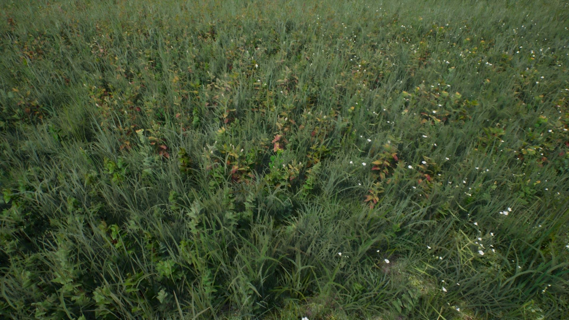 Tall Grasses And Plants Unreal Asset Low-poly 3D model_15