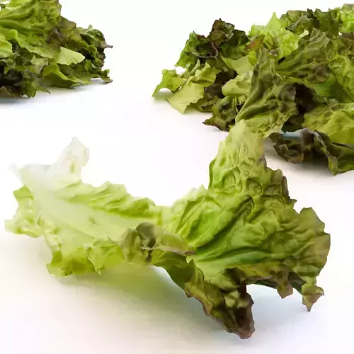 Red Leaf Lettuce Leaves and Cutted Lettuce Low-poly 3D model