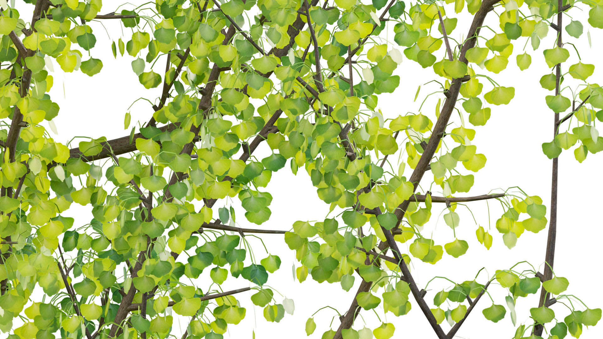 Ginkgo Biloba - Maidenhair Tree 01 3D model_6