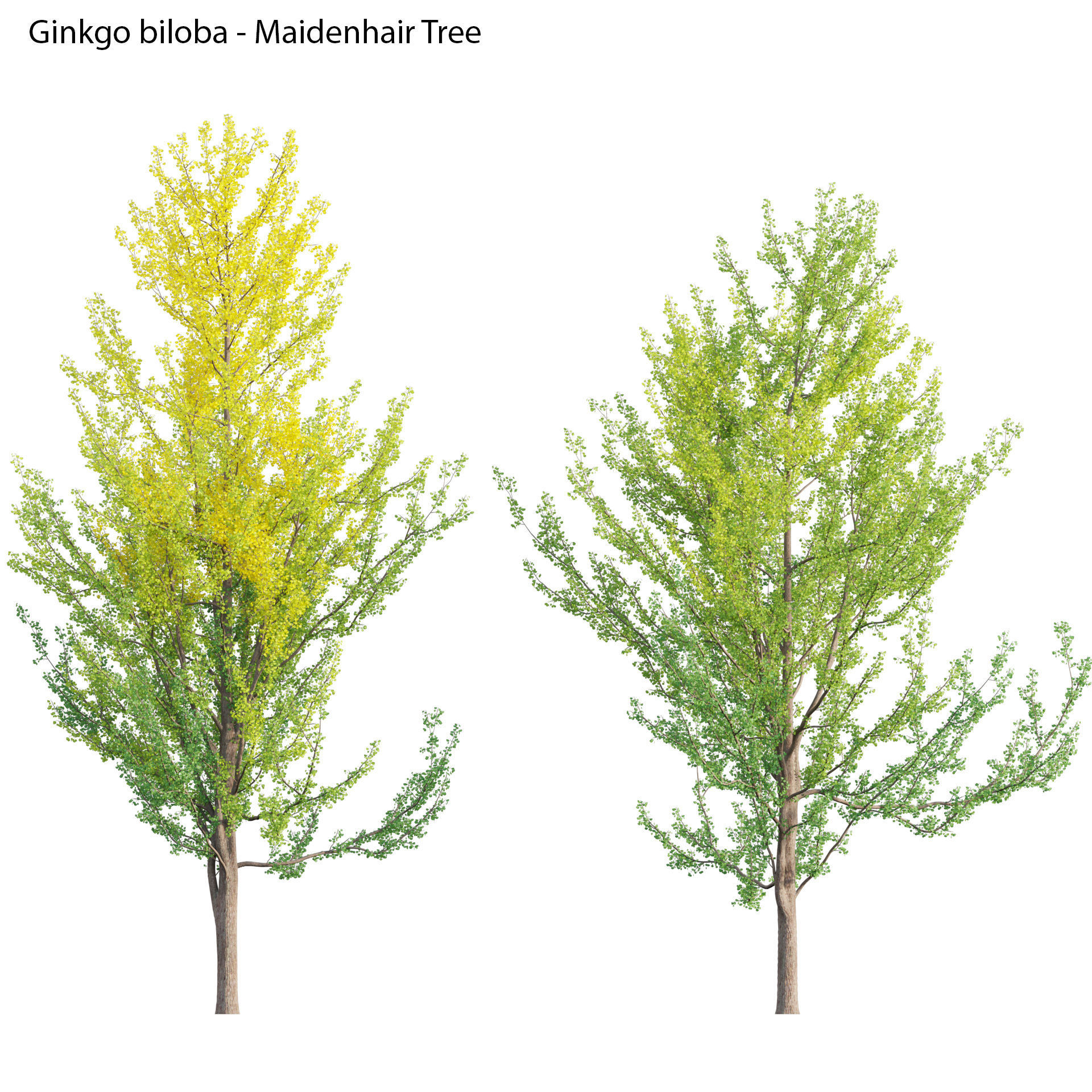 Ginkgo Biloba - Maidenhair Tree 01 3D model_1