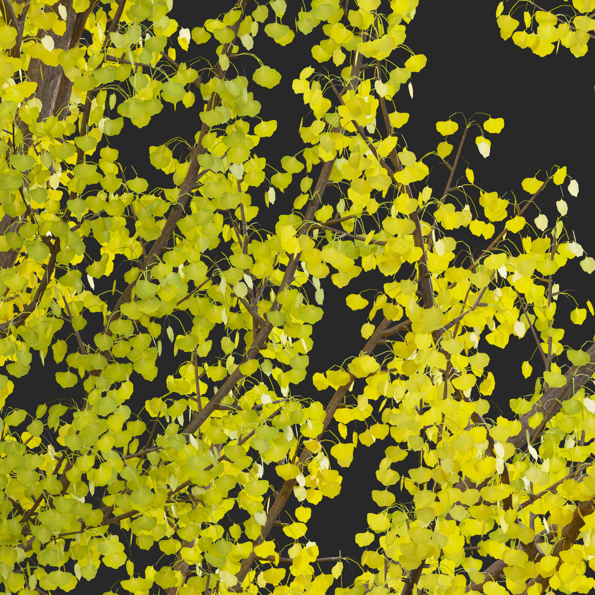 Ginkgo Biloba - Maidenhair Tree 01 3D model_3