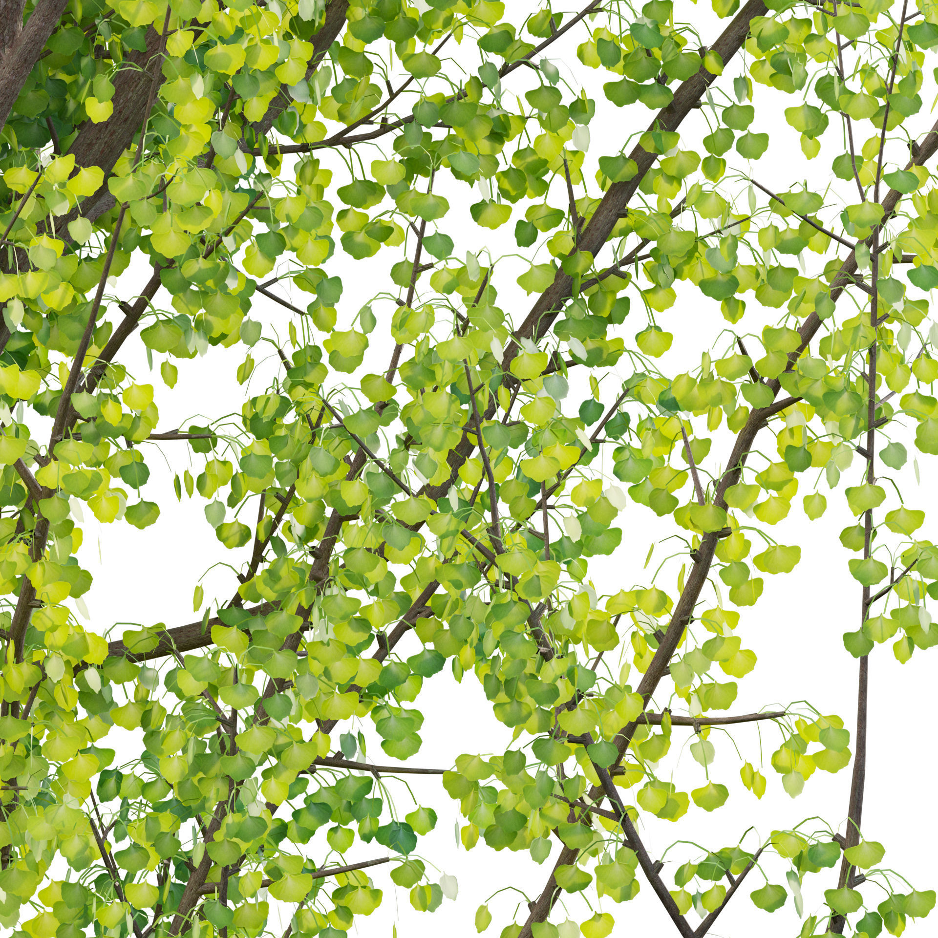 Ginkgo Biloba - Maidenhair Tree 01 3D model_2