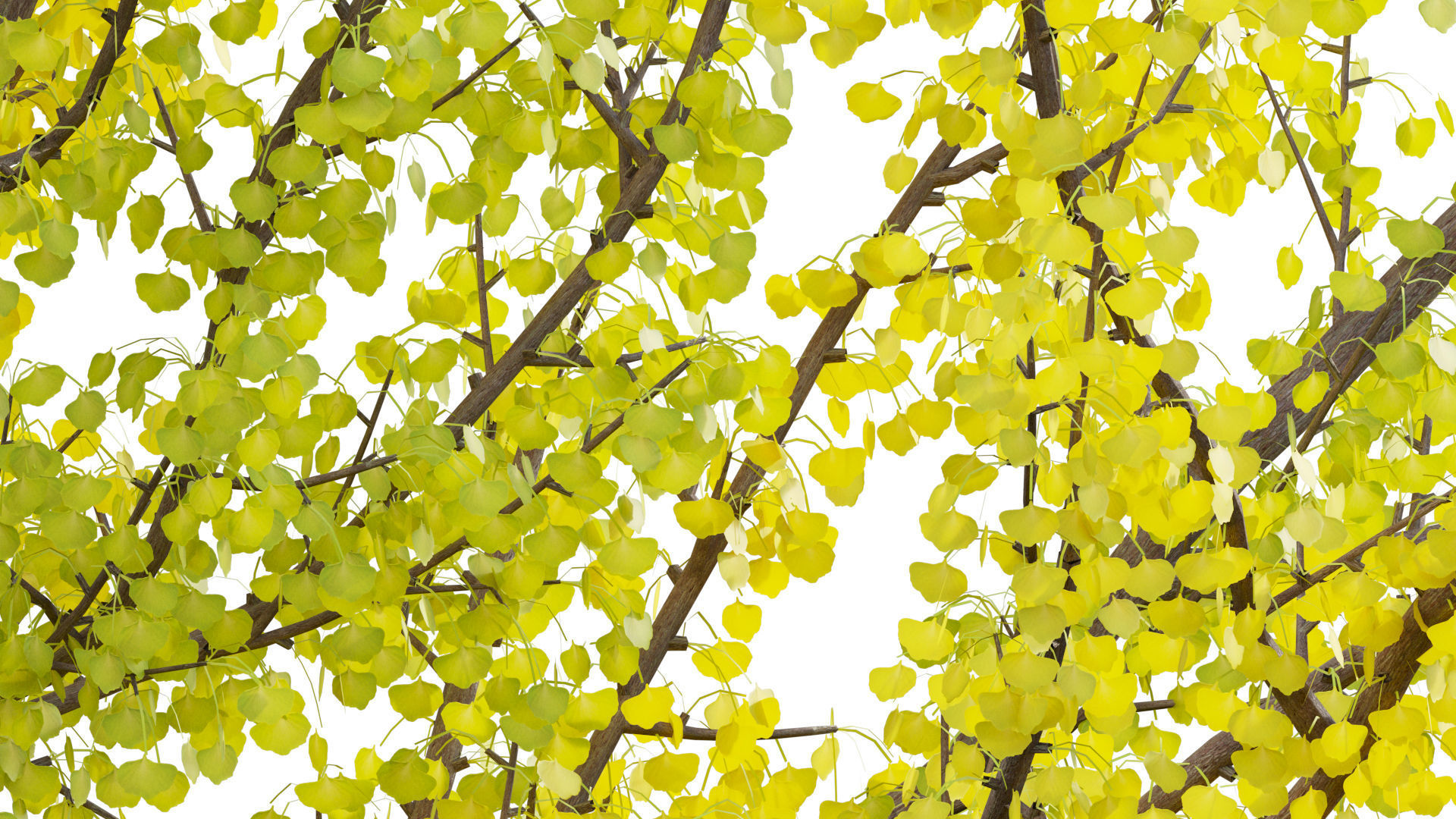 Ginkgo Biloba - Maidenhair Tree 01 3D model_8