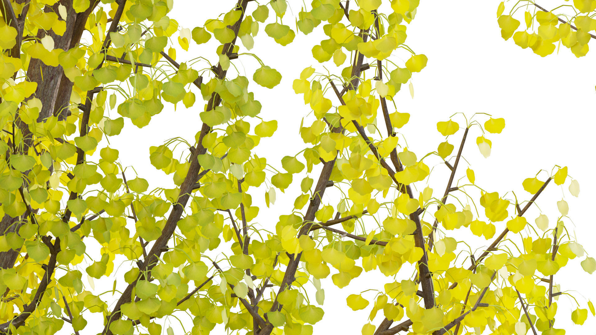 Ginkgo Biloba - Maidenhair Tree 01 3D model_7