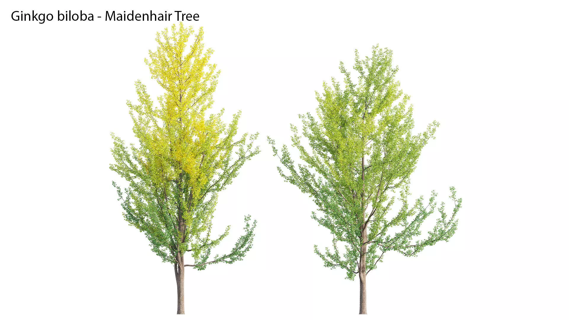Ginkgo Biloba - Maidenhair Tree 01 3D model_0